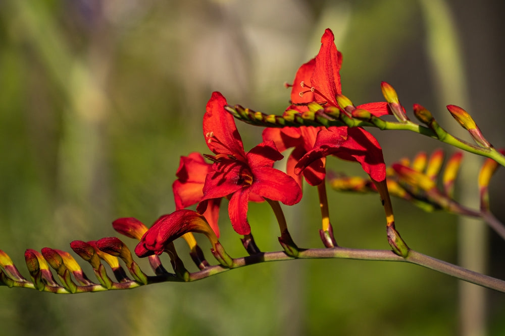 Red Coppertips Flowers