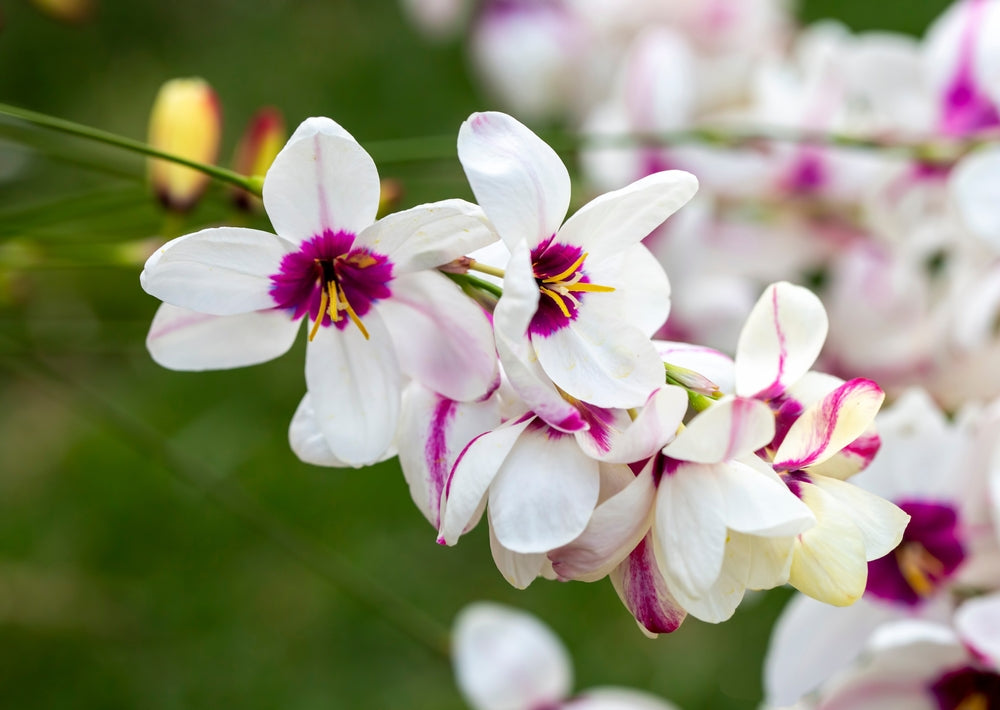 Ixia Flowers