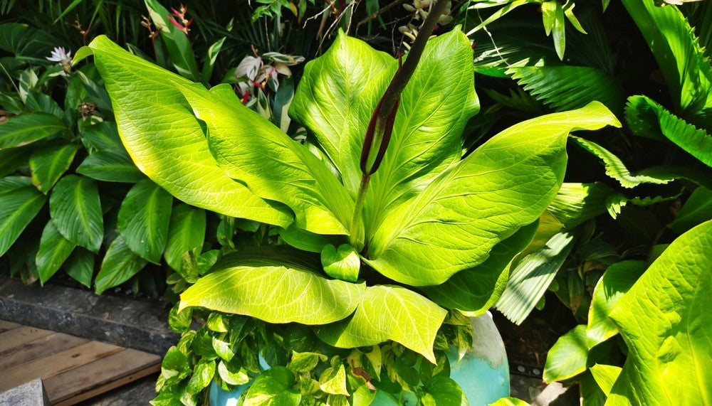 Anthurium Bird's Nest Care: How to Grow The Plant Indoors