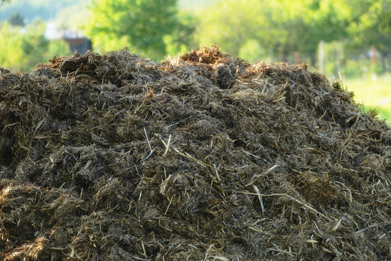 Cow Dung Benefits for Plants: Why Should You Use It?