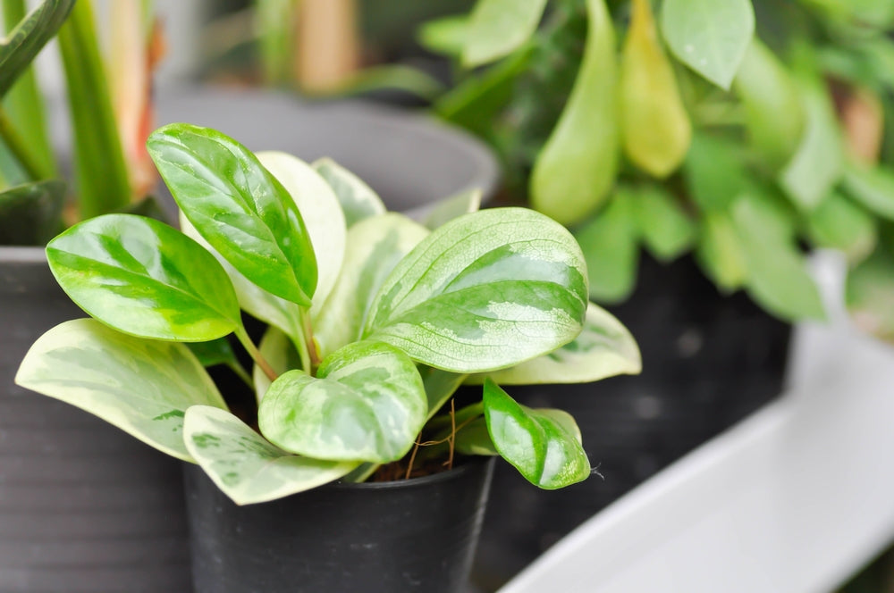 Variegated Peperomia