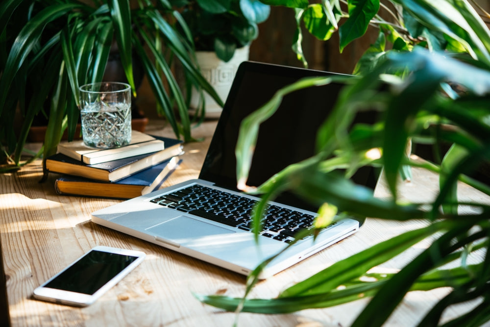 How Plants for Office Desks Benefit You