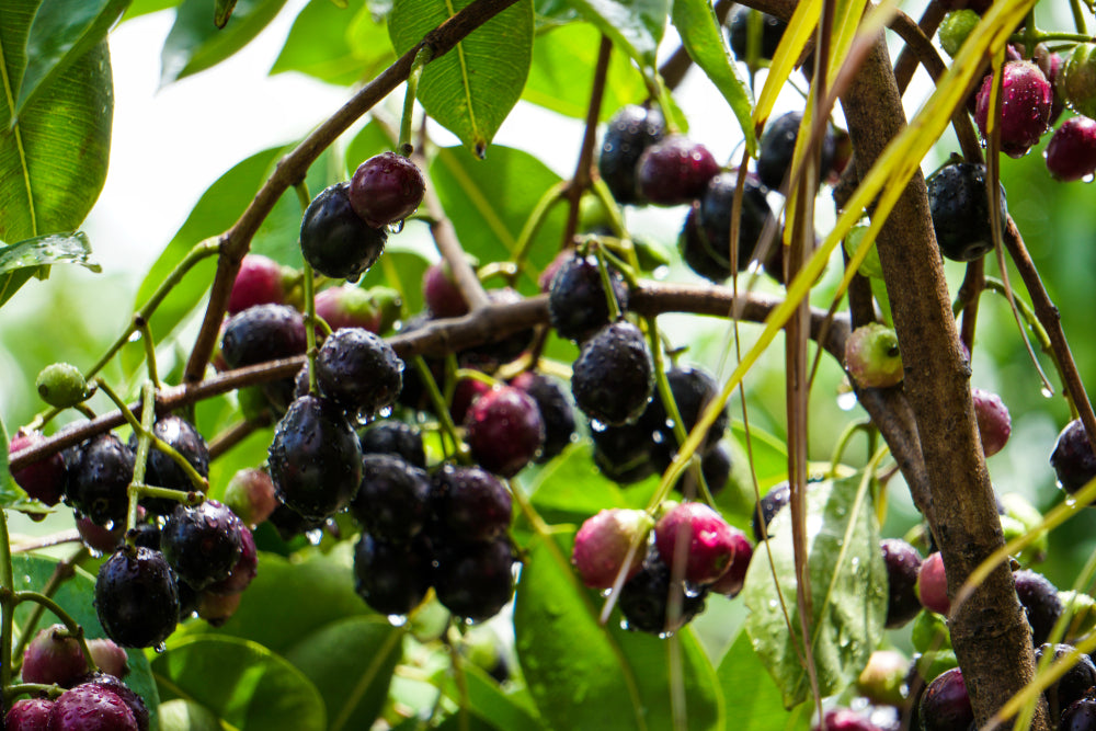 Jamun Growing on a Tree