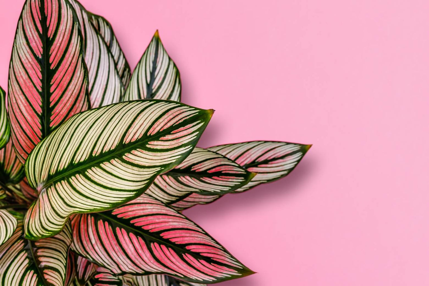 Calathea Care 101