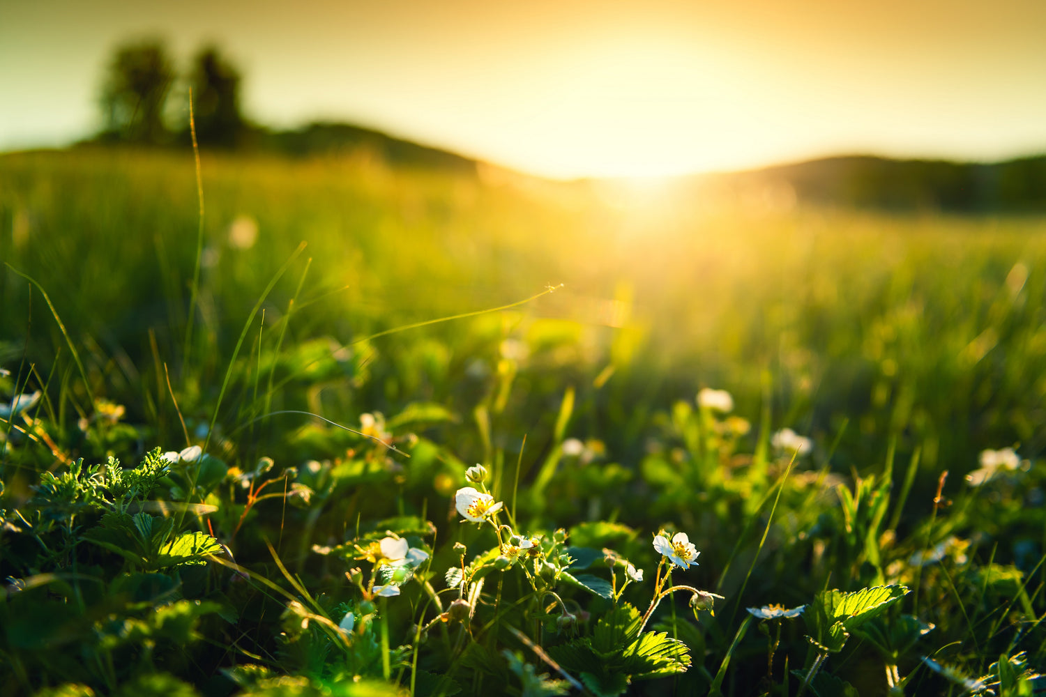 The right light for your plants