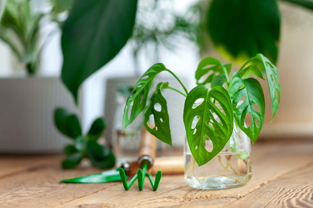 Plant Propagation by Stem Cutting