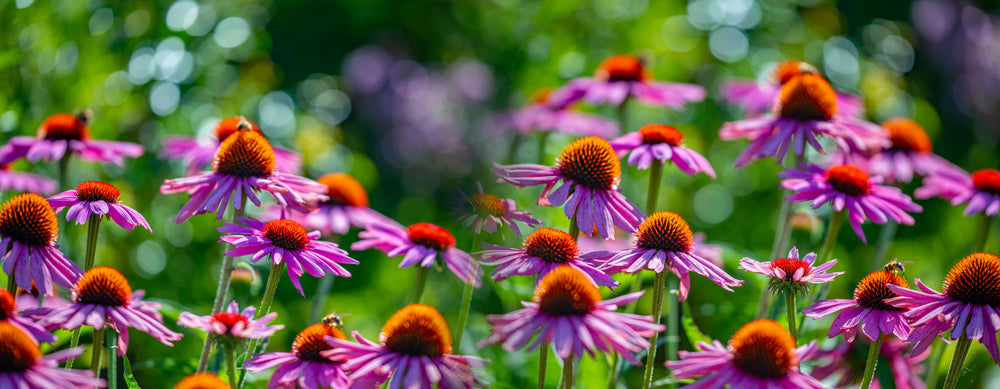 How to Grow Coneflowers in Your Garden