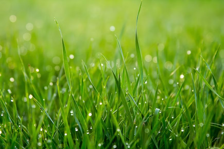 Types of Grass Which You Can Plant Near Trees