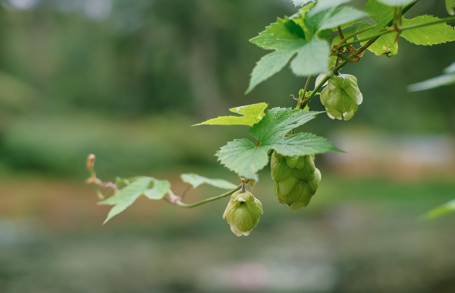 Hop Shoots Vegetables: The Expensive Ones