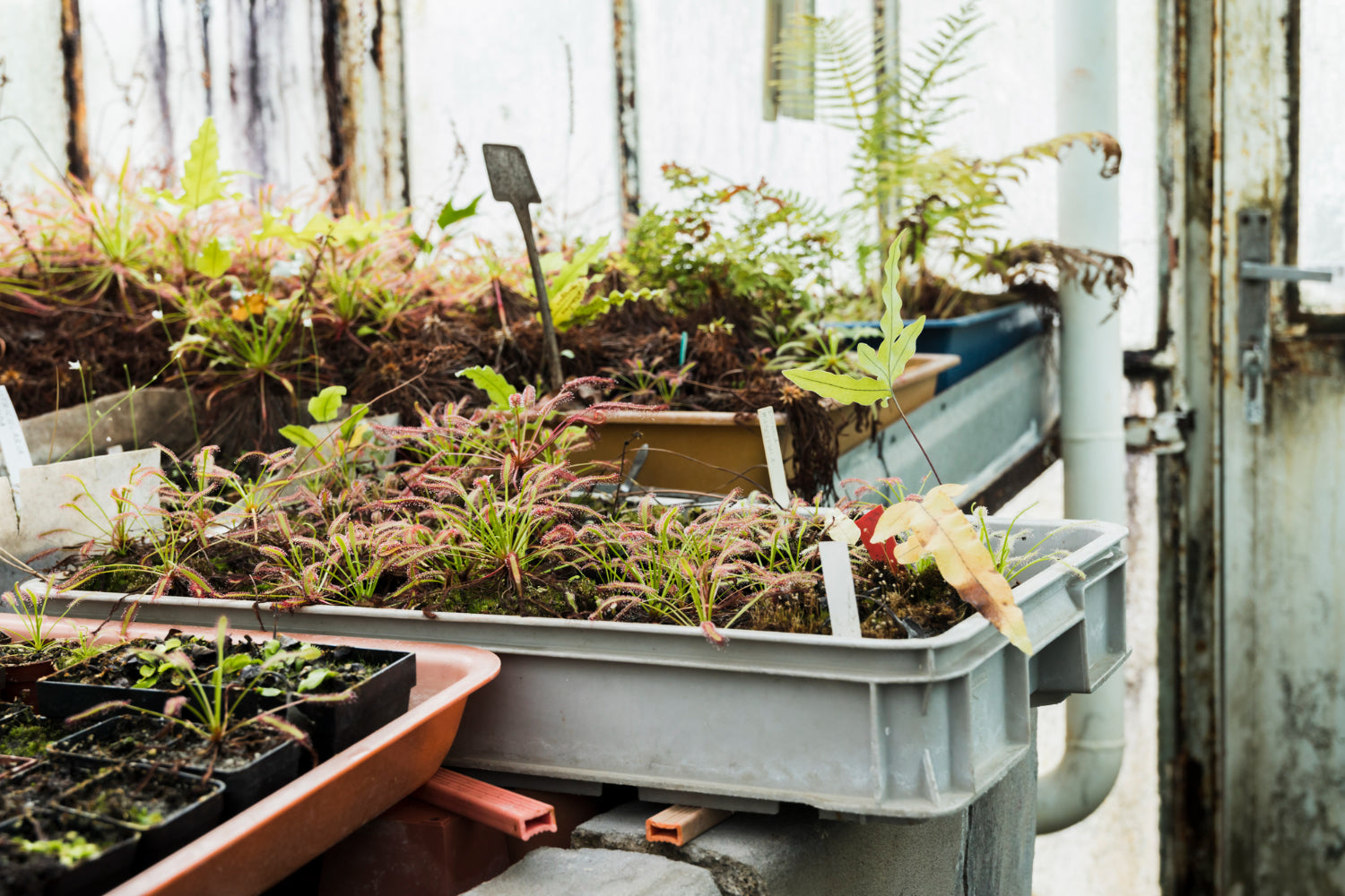 Monsoon Container Gardening: Tips for Growing Plants in Pots during the Rainy Season