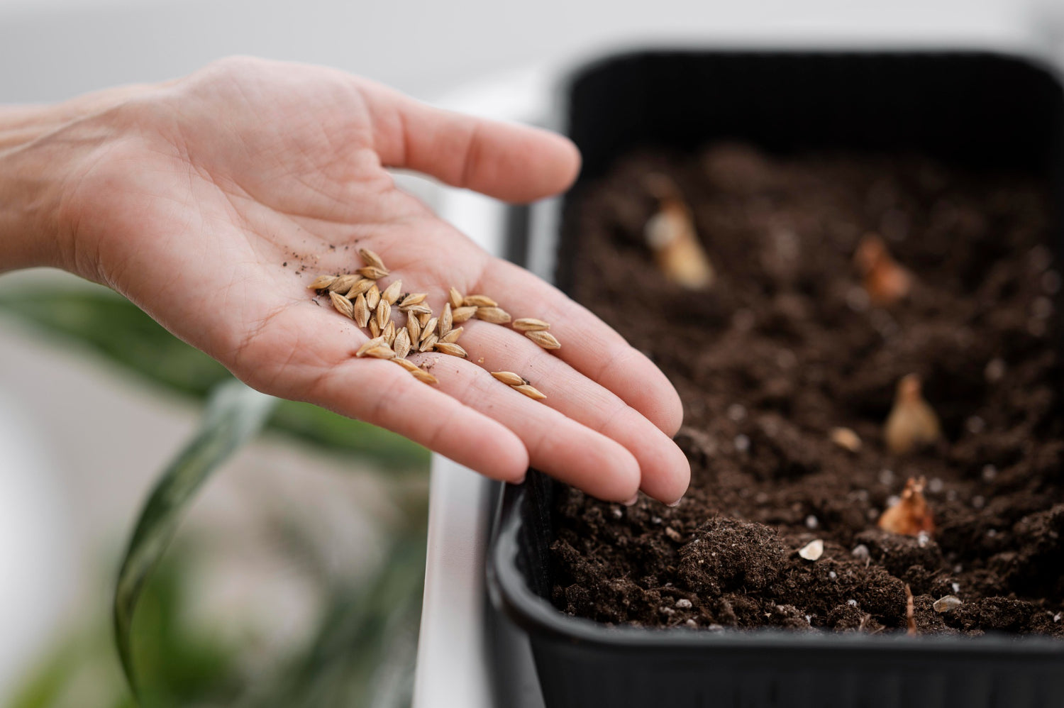 Seeds To Be Grown In January & February.