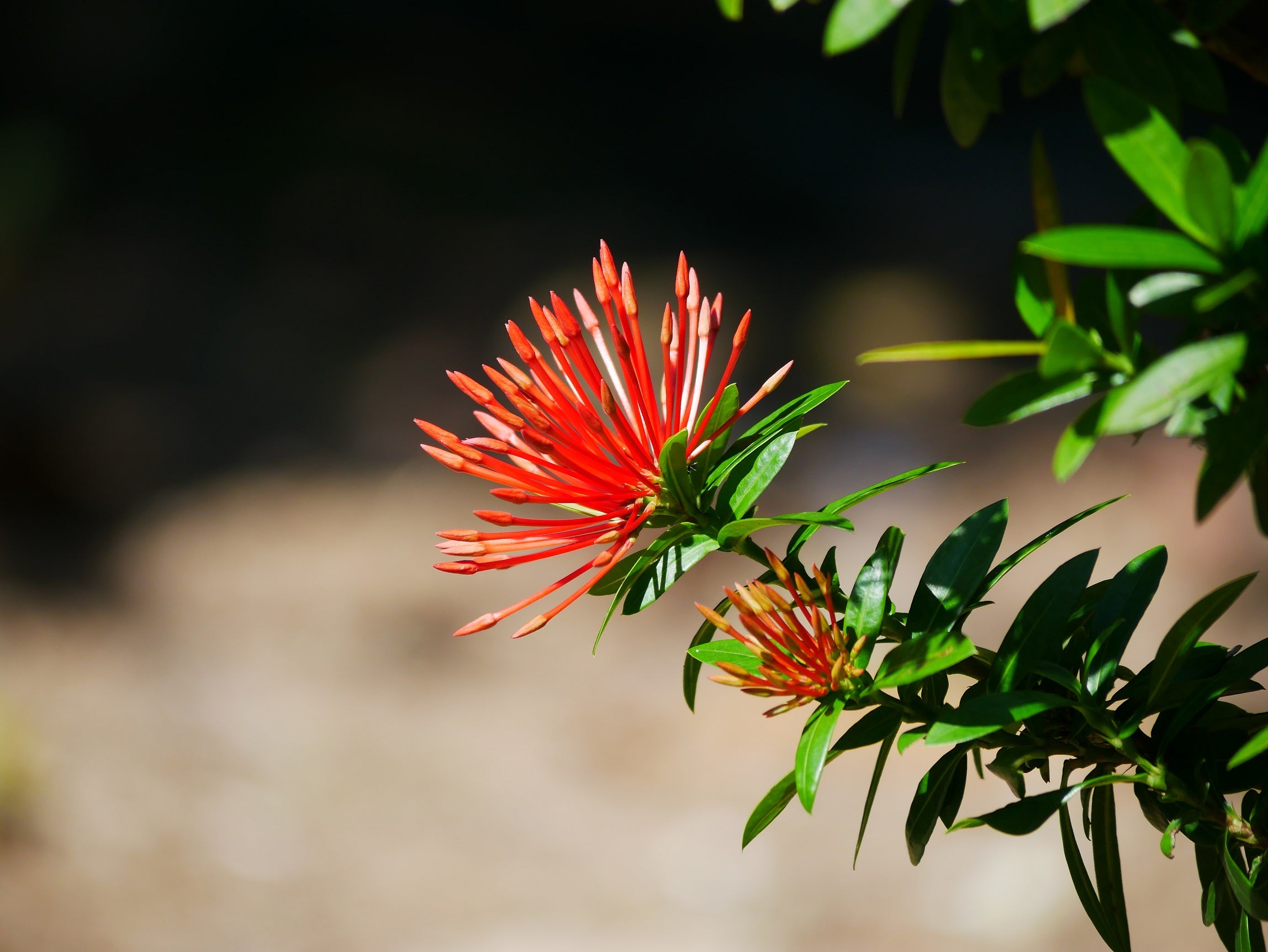 Plant Care for Dummies - Ixora