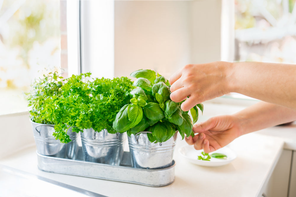 Kitchen Gardening at Home 