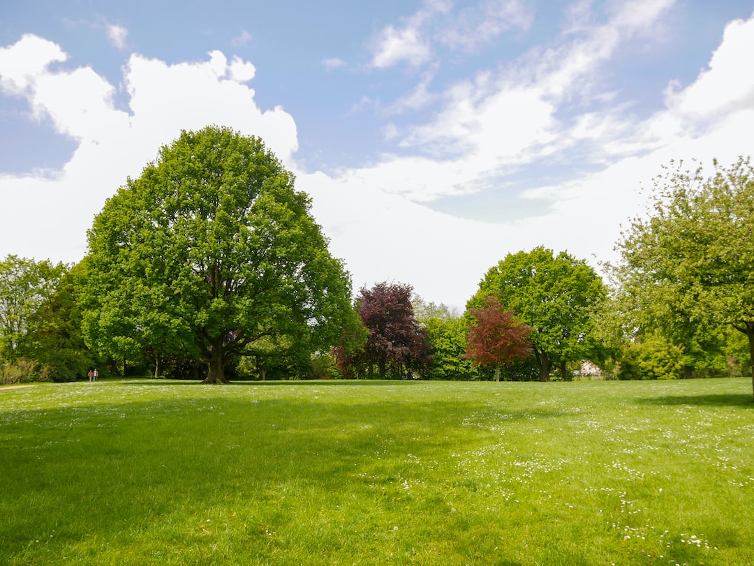 10 Different Types of Lawn Grass