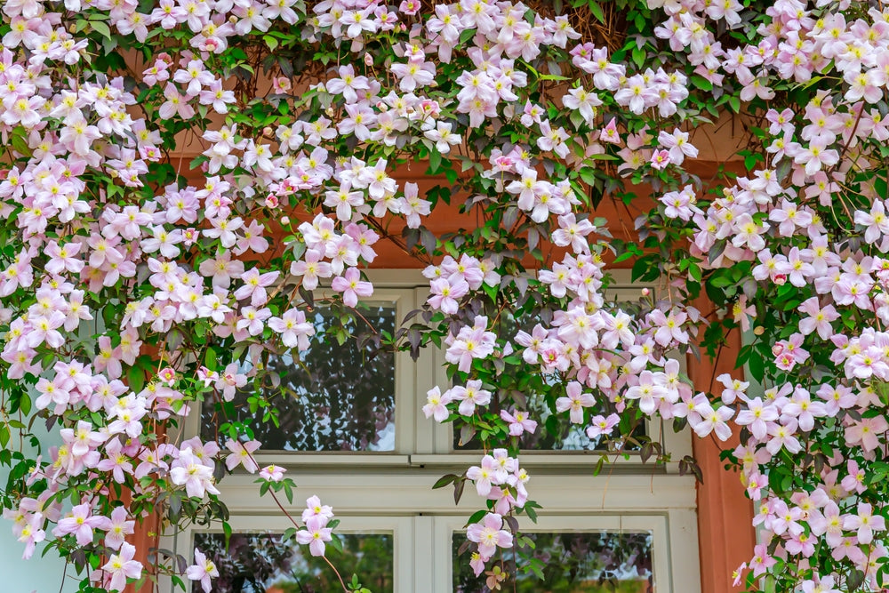 All About Leather Flower/Clematis