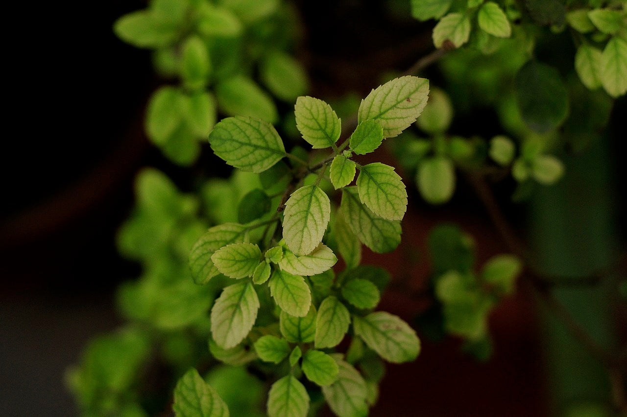 Types Of Tulsi & Its Benefits