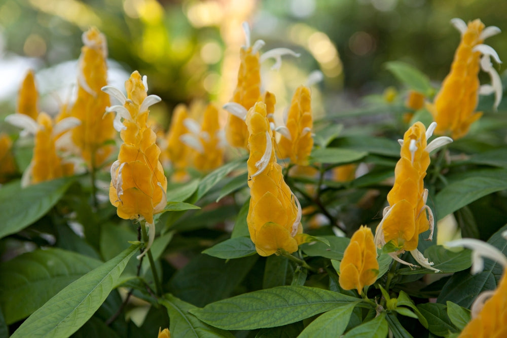 All About the Lollipop Plant: A Delightful Addition to Your Garden