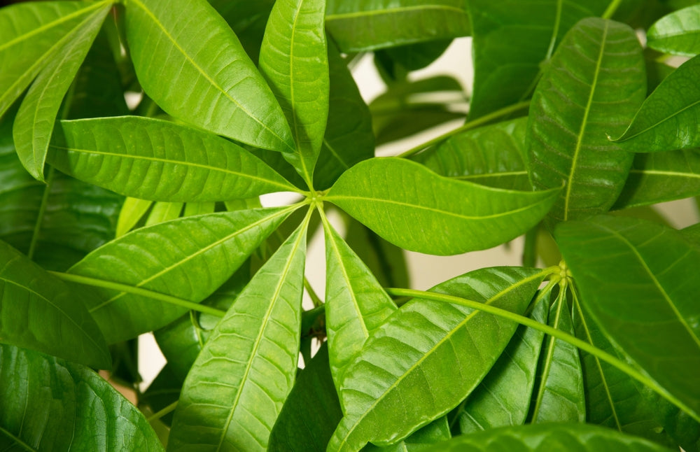 Common Problems Faced by the Money Tree: Know the Pachira Aquatica