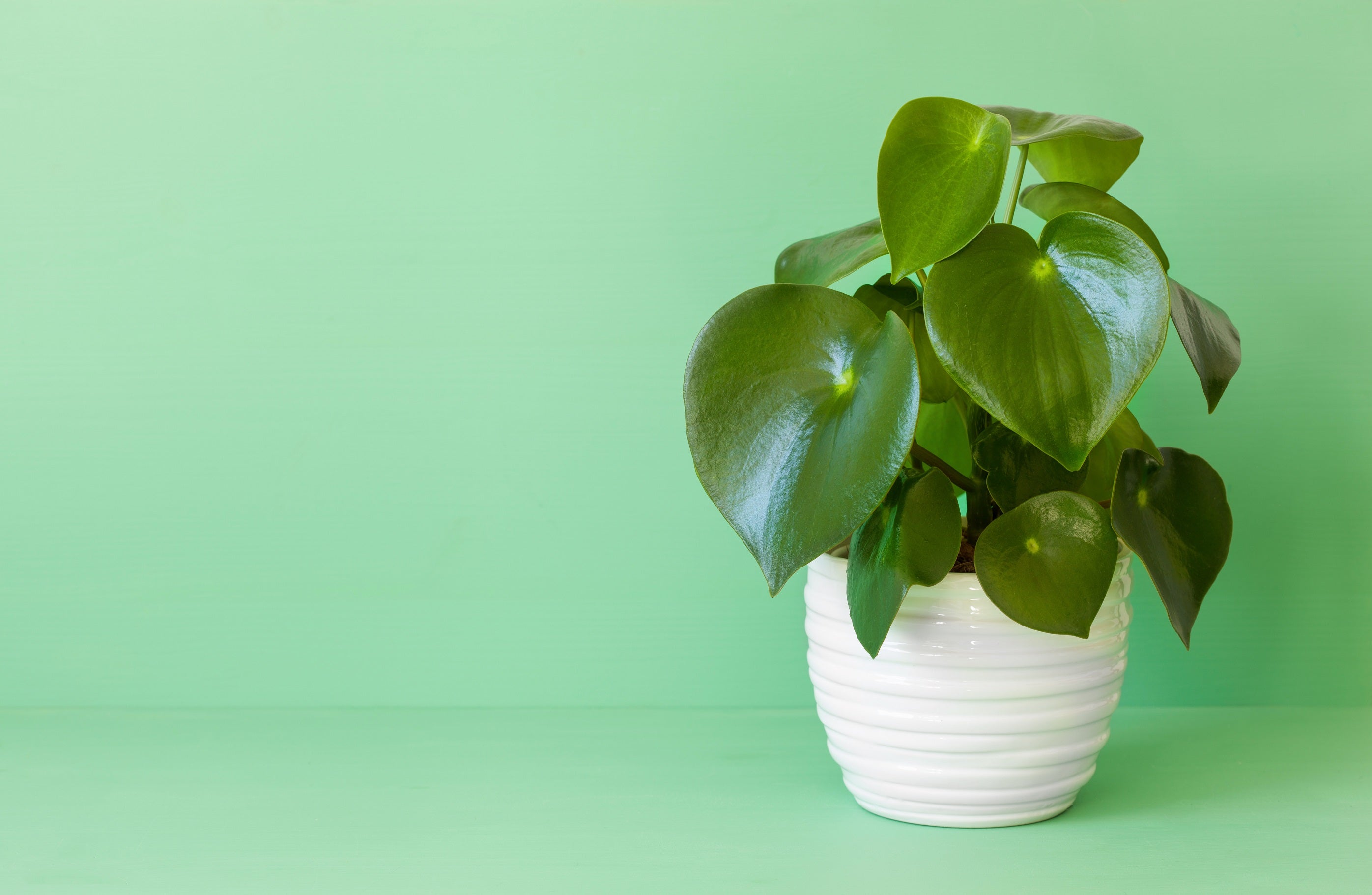 Plant care for dummies - Peperomia