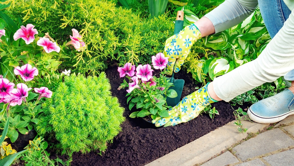 All About Petunia Plants: Types, Care, and Benefits