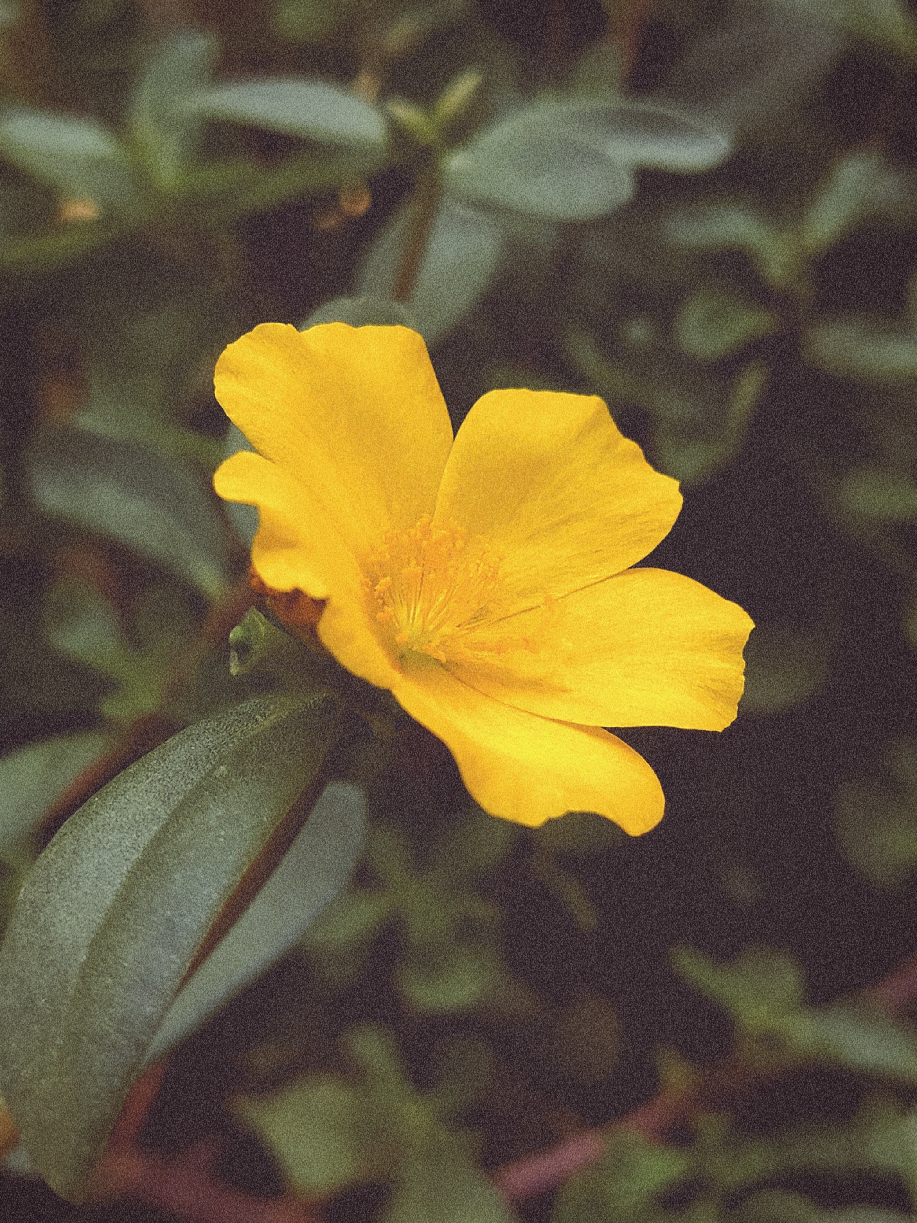 Portulaca Grandiflora: The Night Wonder