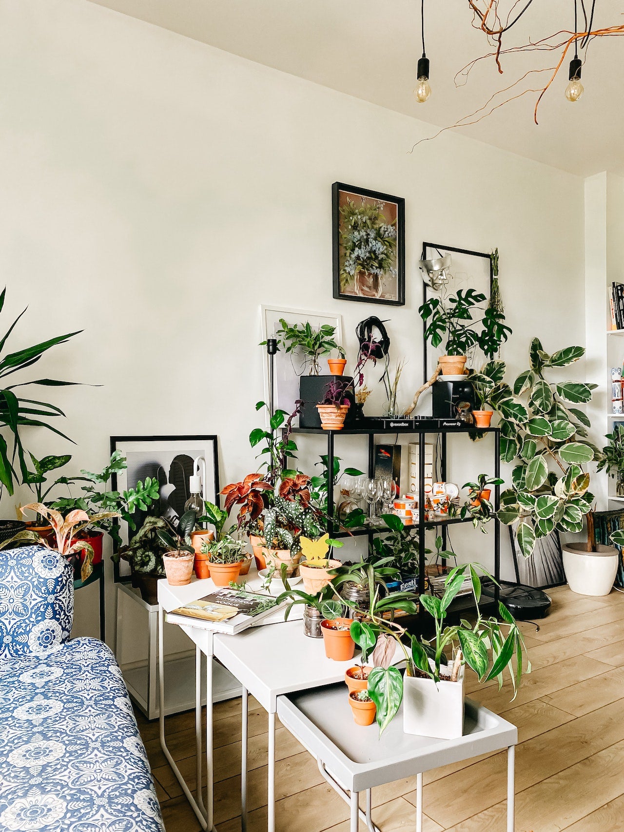 How Many & which Plants Do I Need to keep in My House?