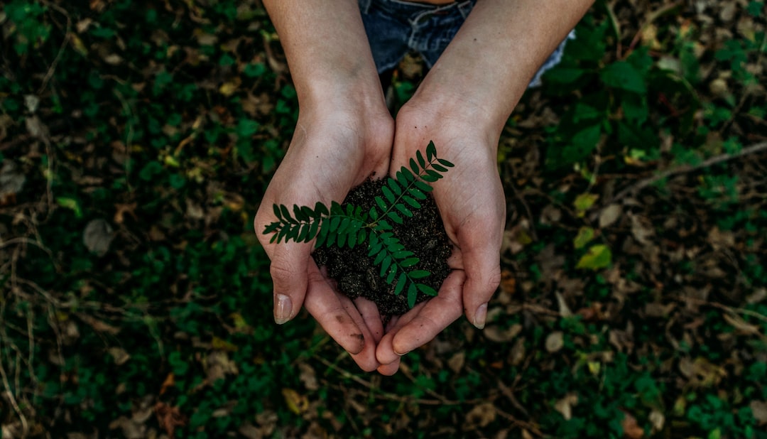 13 Ways to Save Your Drying or Dead Plant