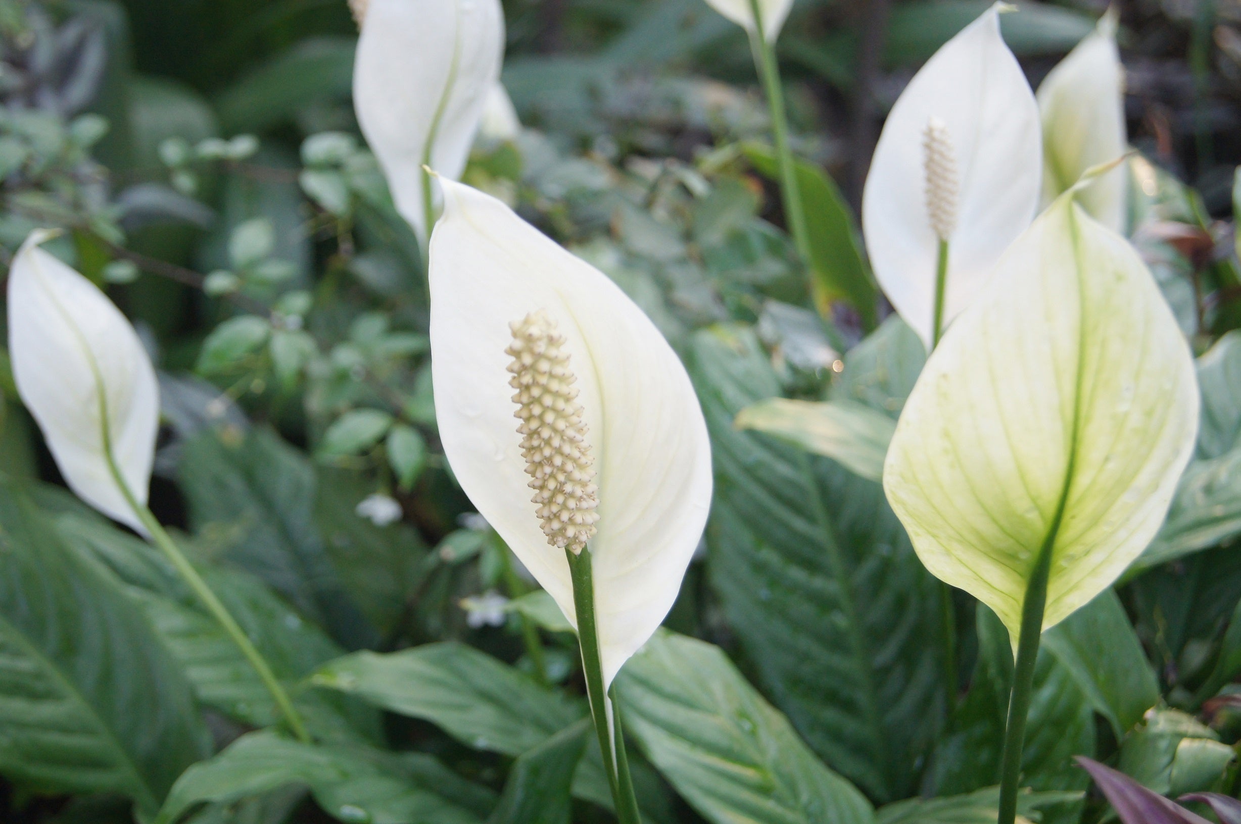 How to Care for a Peace Lily Houseplant