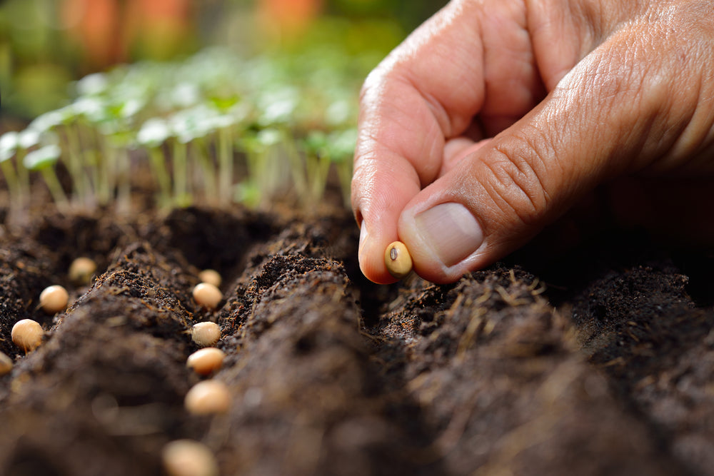 Eco-Friendly Ganpati Celebrations: Planting the Seeds of Change