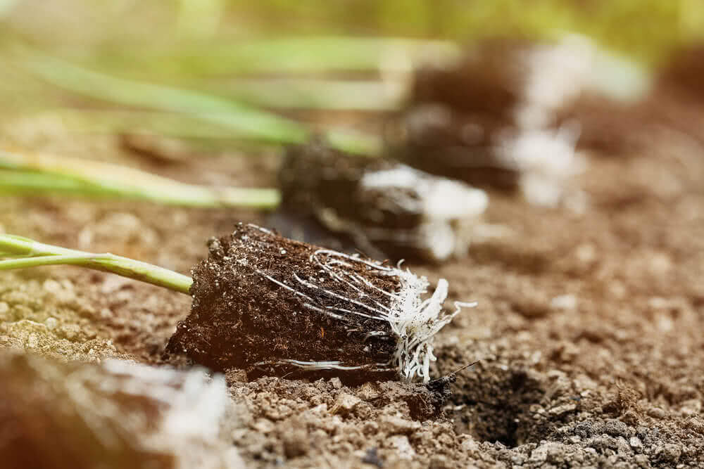 Growing Plants by Root Cuttings