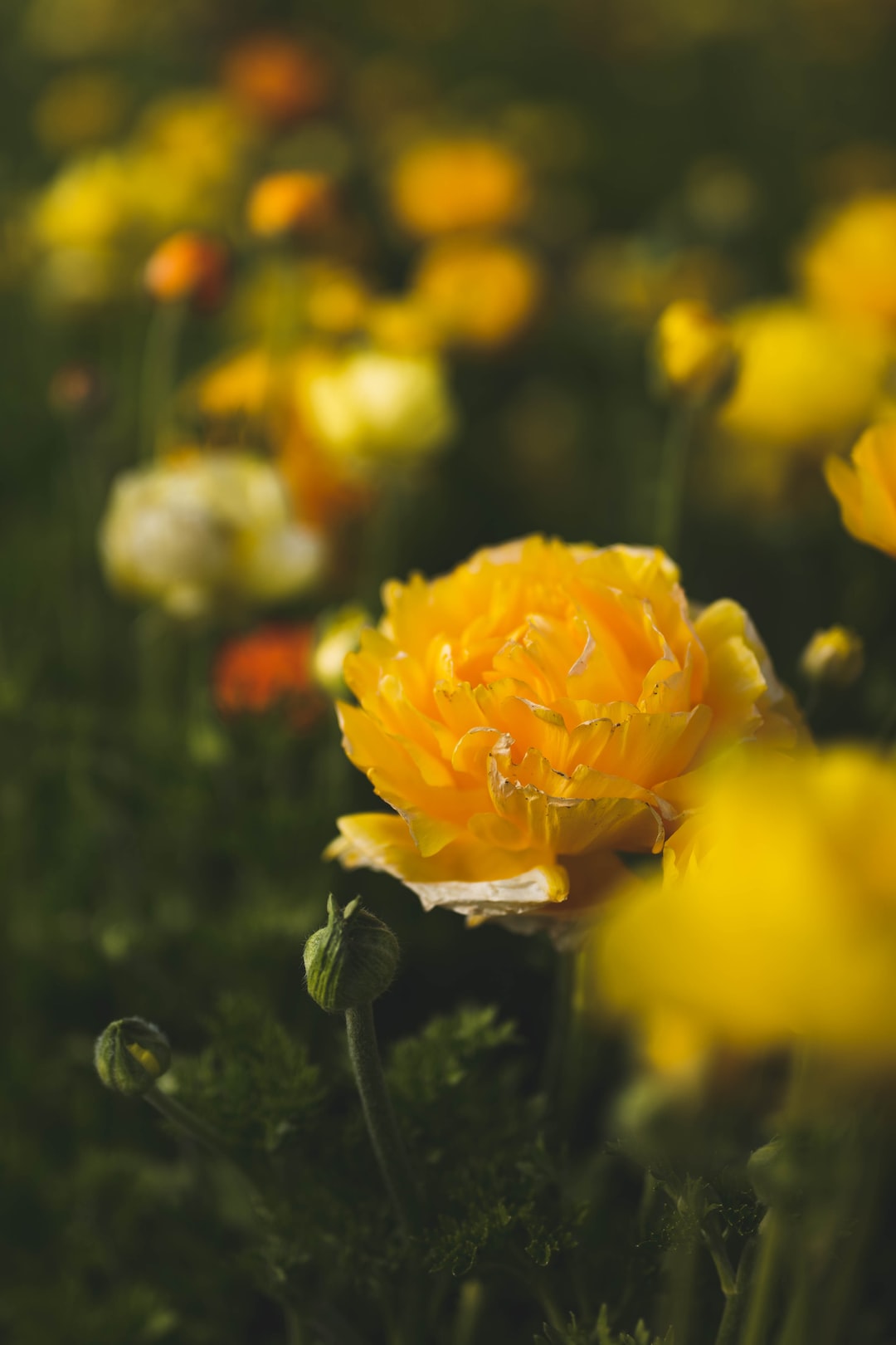 Tips for growing Ranunculus bulbs in your home garden