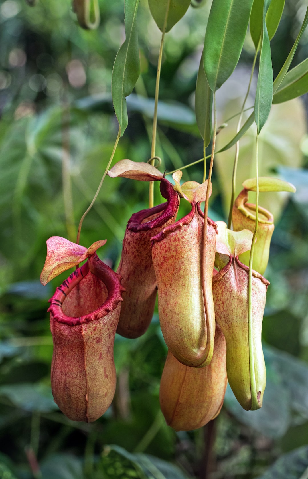 World's 10 Unique Flowering Plants