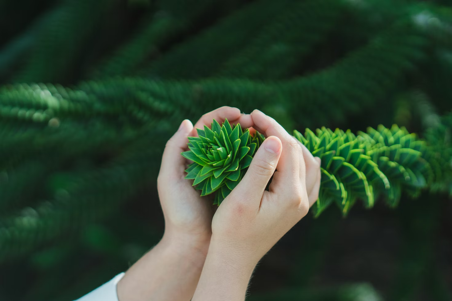 Unveil The Secrets of Faith Through These 10 Sacred Plants