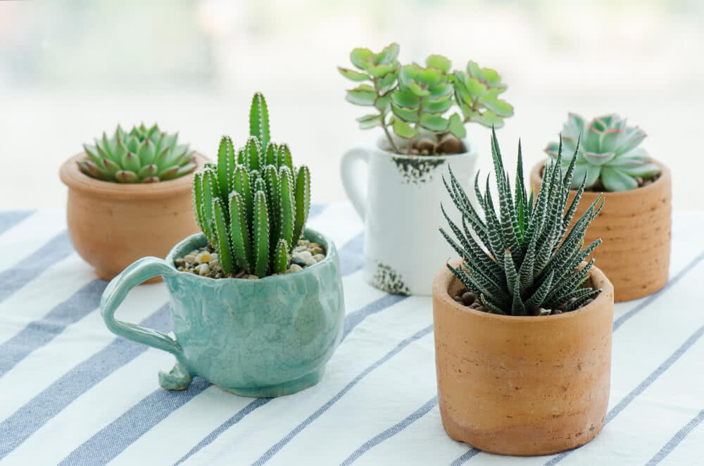 Did You Know That Plants Can Talk to Each Other?