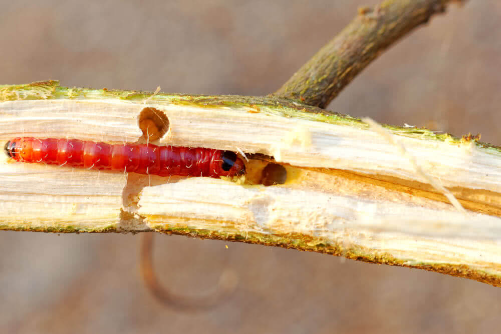 How to Get Rid of Stem Borer or Bhirud?