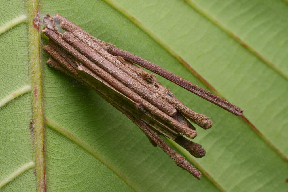 How to Get Rid of Bagworms in the Garden?