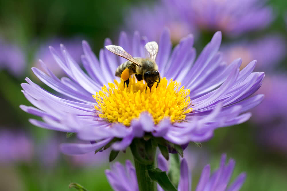 Create a Bee-Friendly Garden