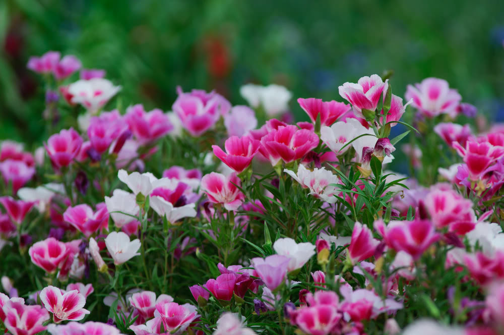 How to grow Clarkia?