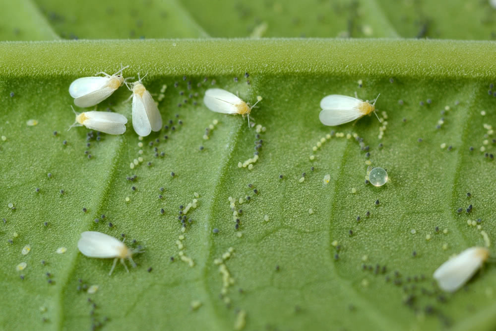 Whitefly Control - A Potential Threat to Ornamental Plants