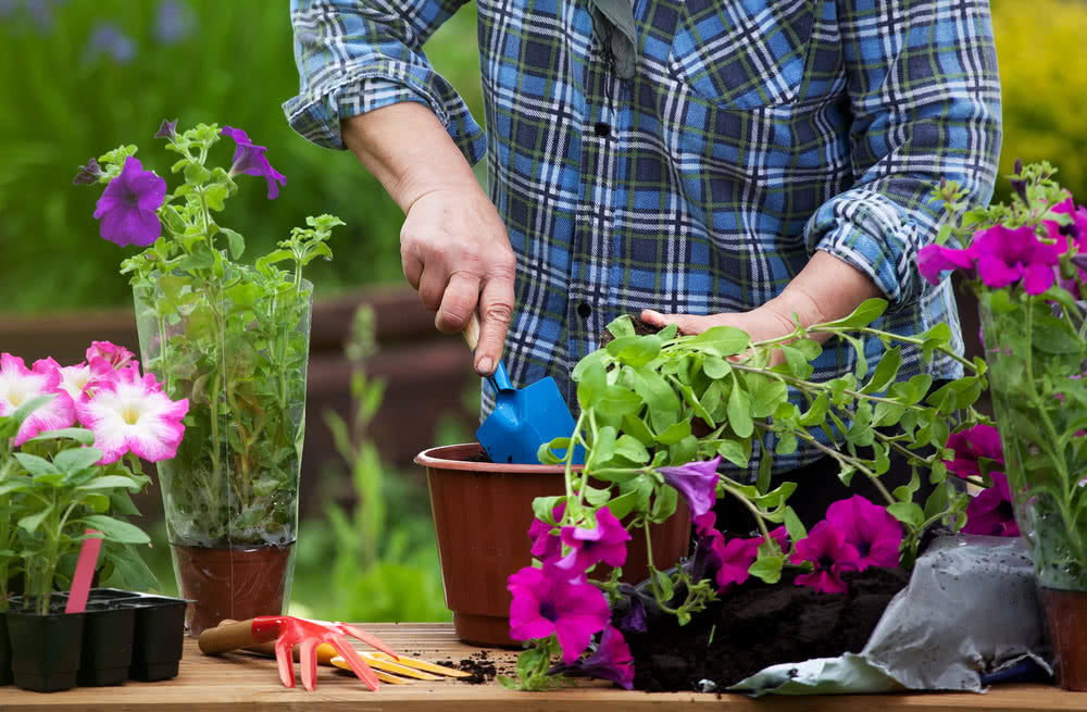 Gardening Tips for Beginners