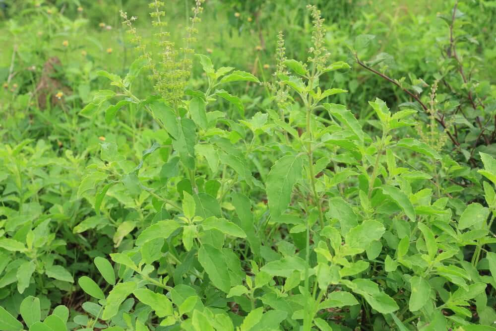 Growing Tulsi