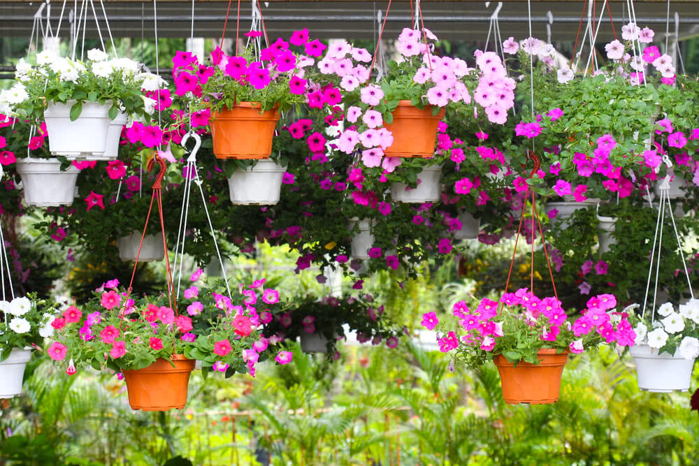 Top 10 Flowers For Hanging Baskets