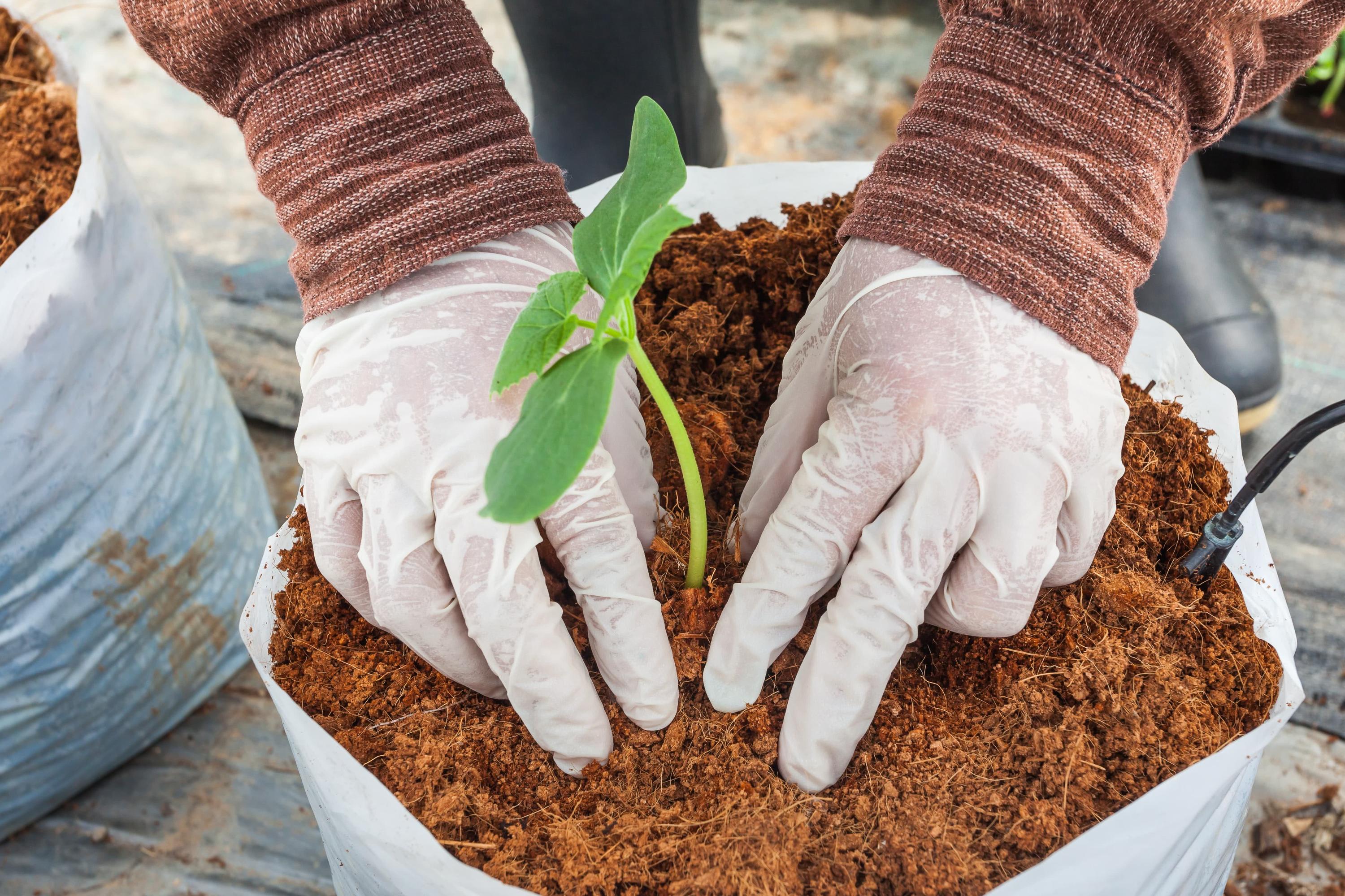 How to Prepare Cocopeat At Home: Everything You Must Know