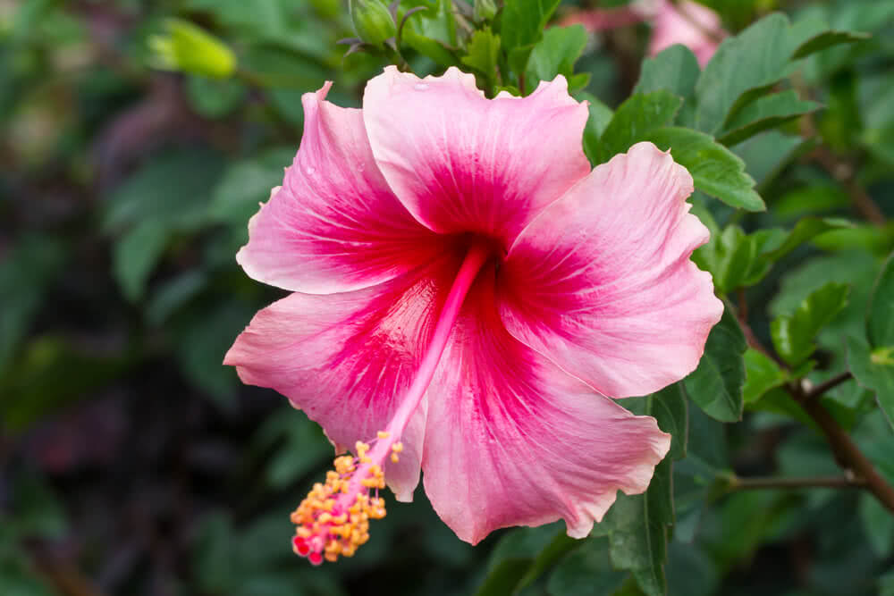 Growing Hibiscus: Goddess Kali and Lord Ganesha’s Favorite Flower