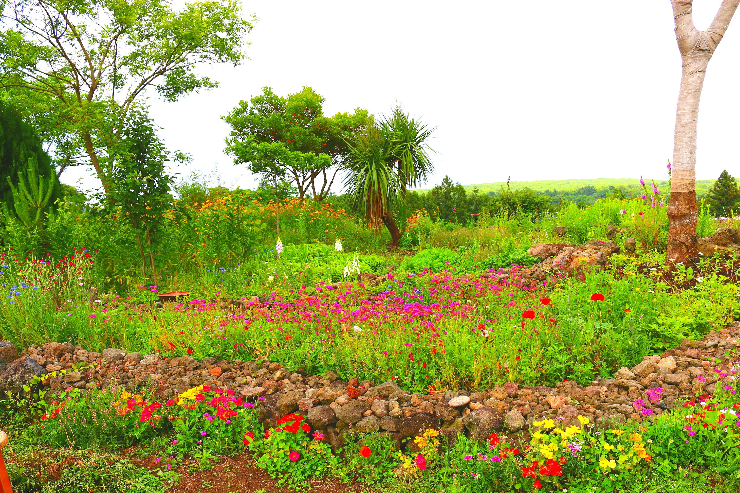 Enhancing Rain Gardens with Trees and Rain Plants: A Verdant Oasis for Sustainable Living