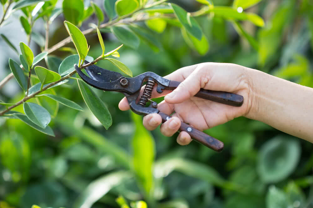 Understanding Pruning': The important gardening activity