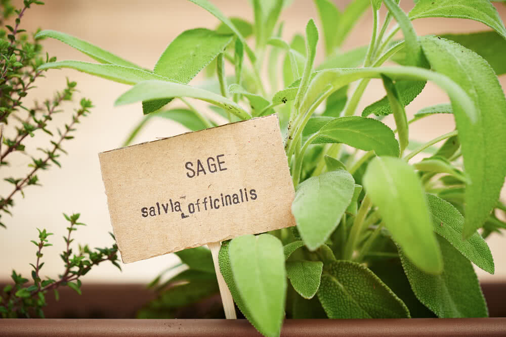 Growing Sage