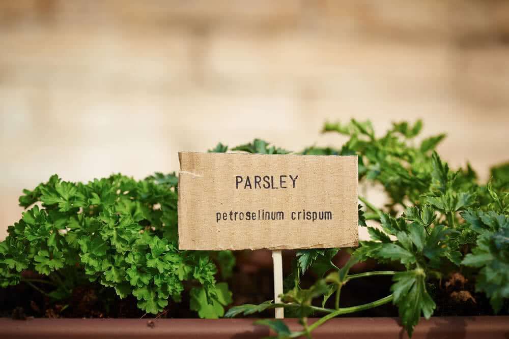 Growing Parsley