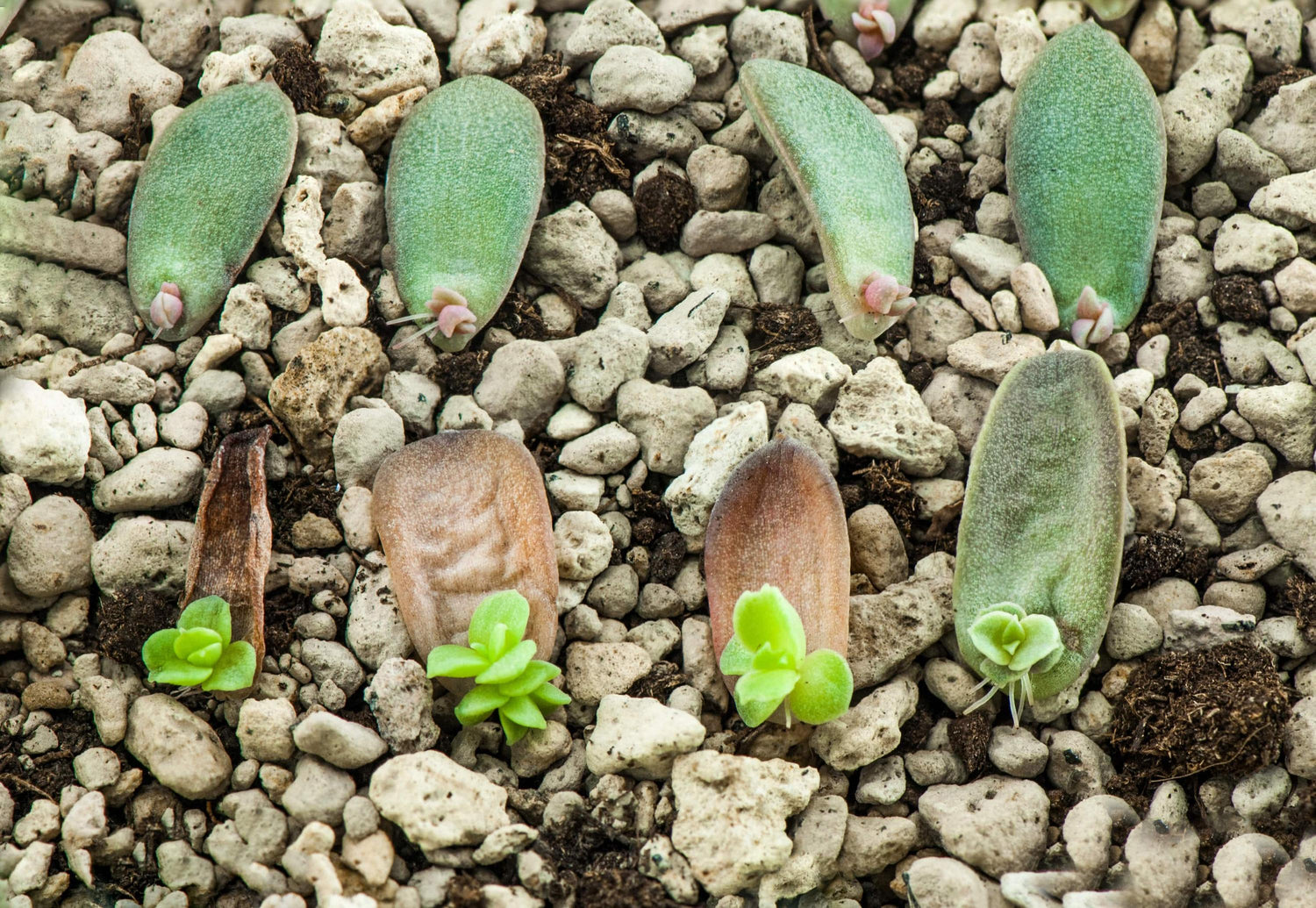 Growing Plants by Leaf Cuttings