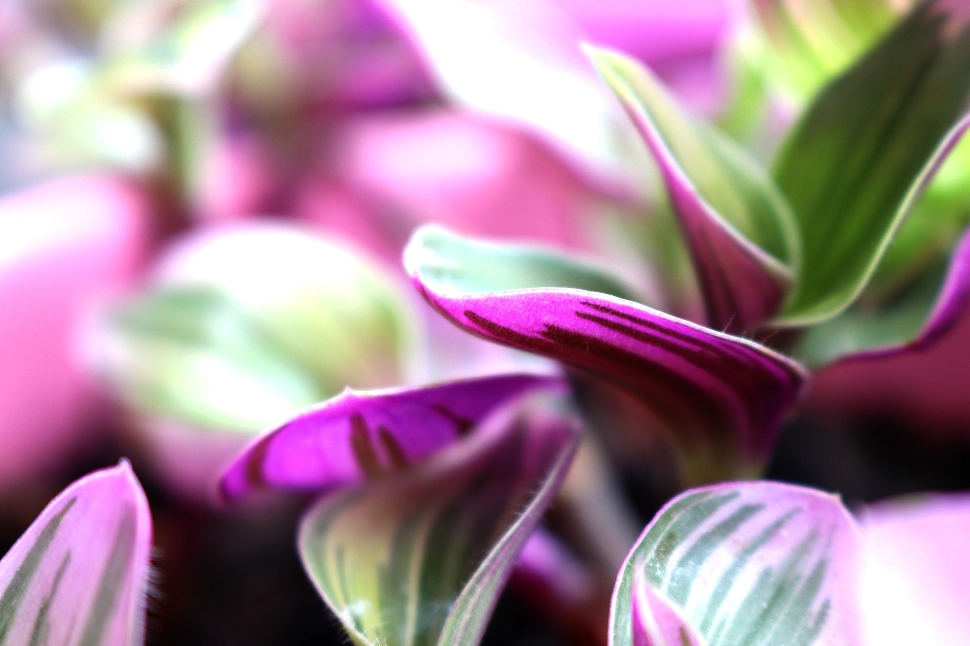 The Wandering Jew Plant